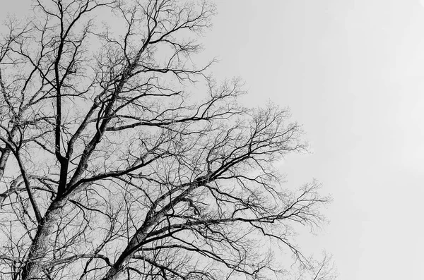 Κλαδιά από ένα δέντρο χωρίς φύλλα ενάντια στον ουρανό. — Φωτογραφία Αρχείου