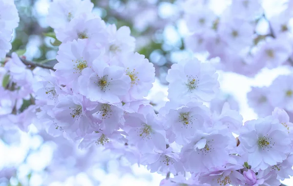 Sakura flowers are close-up. — Stock Photo, Image