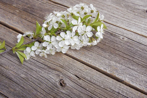 Filialer af et blomstrende træ på træplader . - Stock-foto