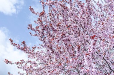Yeni gelişen ağaç bahar.