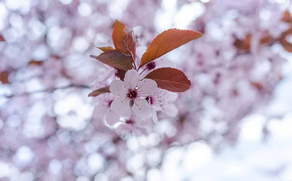 Blossoming spring tree. — Stock Photo, Image