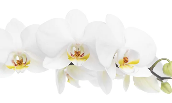 Orchidee auf weißem Hintergrund. — Stockfoto