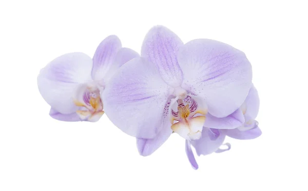 Orchidée sur fond blanc . — Photo
