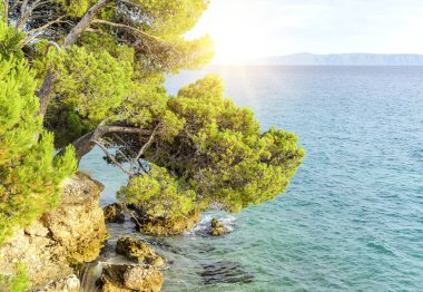 Deniz ve çam sahilde.