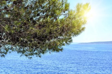 Deniz arka plan üzerinde çam.