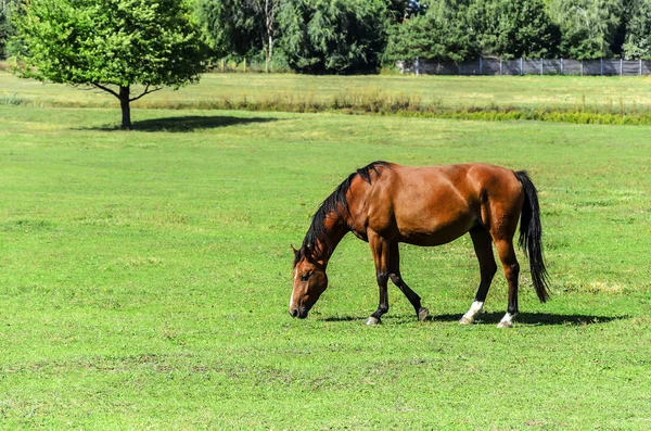Cavalo no prado comer grama . — Fotografia de Stock