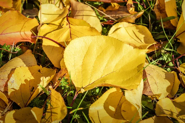 Folhas caídas na grama. — Fotografia de Stock