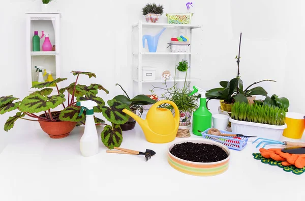 Mentransplantasi tanaman dalam ruangan . — Stok Foto