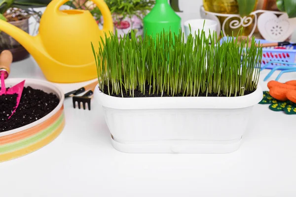 Rumput hijau dalam pot untuk bunga . — Stok Foto