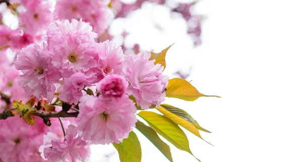 Sakura flowers on a tree. — Stock Photo, Image