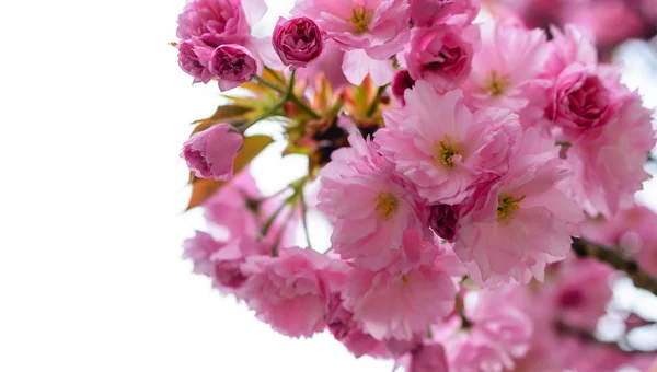 Sakura blomster oven på en træ . - Stock-foto