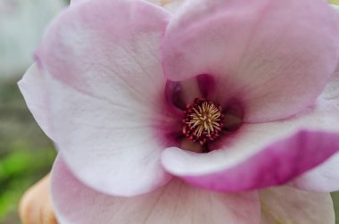 Manolya çiçek ağaç üzerinde.