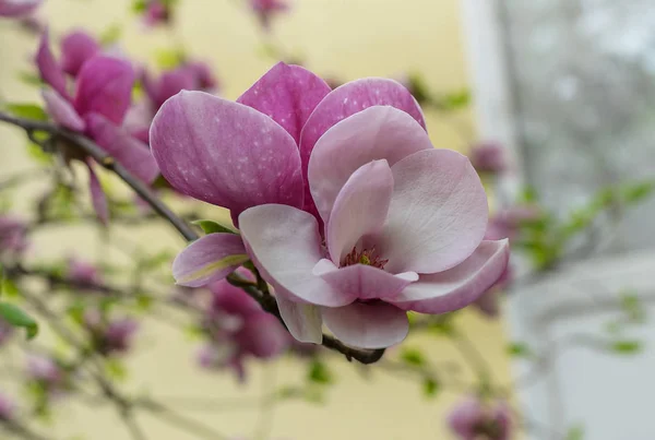 Magnolia bloemen aan de boom. — Stockfoto