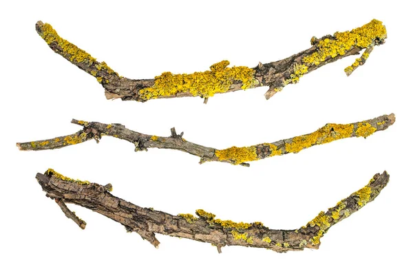 Beyaz arka plan üzerinde izole makro kuru ağaç dalları