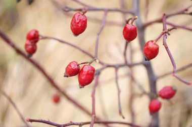 Kırmızı meyveler üzerinde brances vardır