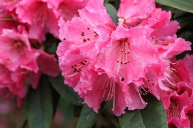 Ormangülü Nobleanum grubu.