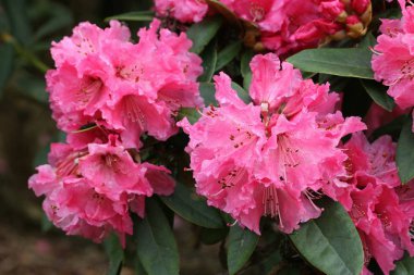 Ormangülü Nobleanum grubu.