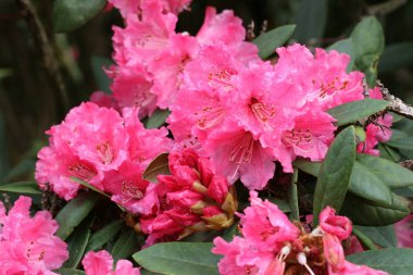 Ormangülü Nobleanum grubu.