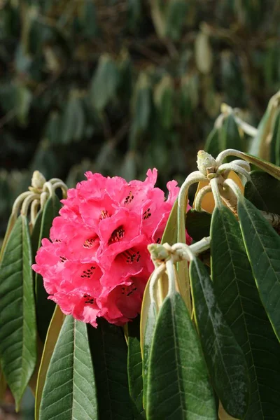 Red rhododendron in flowering — Stock Photo, Image