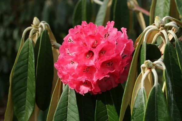 Rododendro rojo en floración —  Fotos de Stock