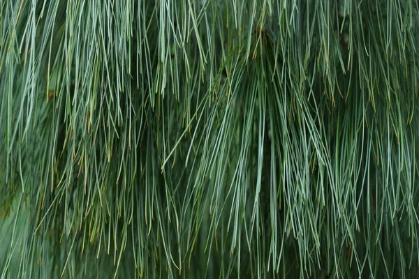 Pine leaves as a blackgroud — Stock Photo, Image