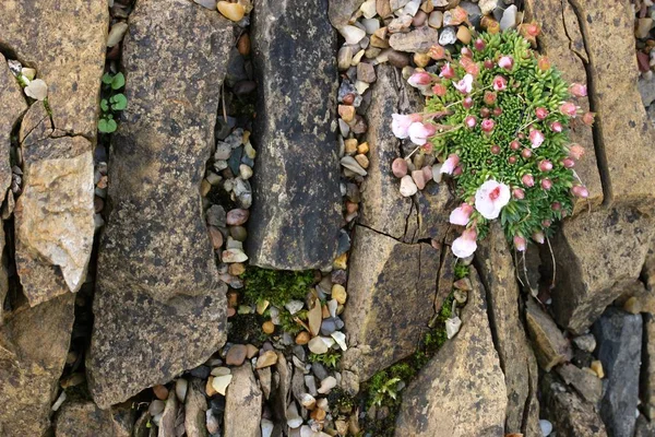 alpine plant growing on rock