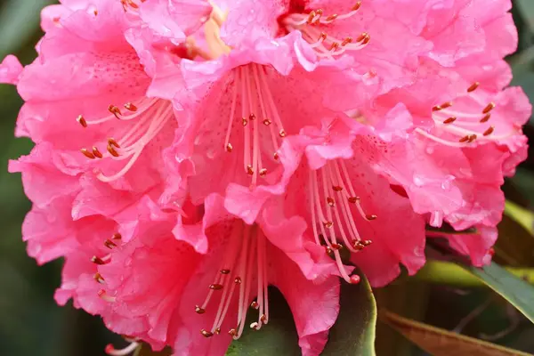 Grupo Rhododendron Nobleanum . —  Fotos de Stock