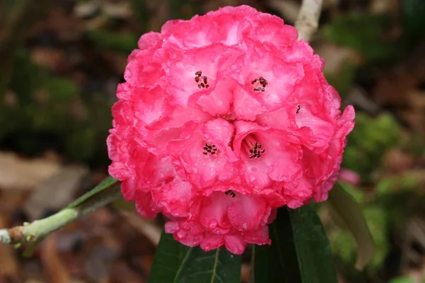 Primer plano de la inflorescencia de rododendros —  Fotos de Stock