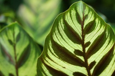 Görünümü kadar yakın Calantha bırakır.