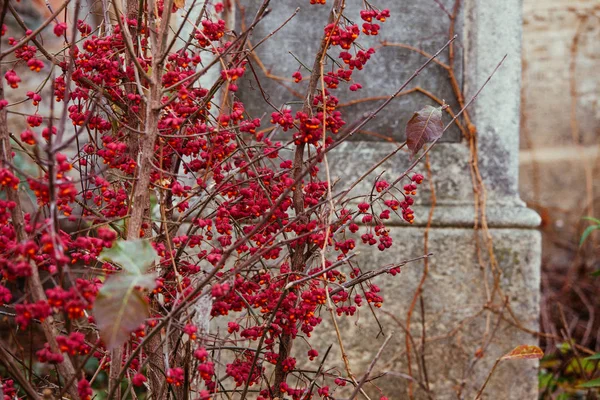 An old Jewish cemetery with religious symbols. Flowers on a background of old stones. A beautiful texture of old gem stones combined with autumn flowers and leaves.