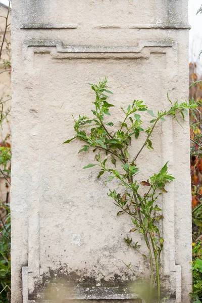 Antiguo Cementerio Judío Con Símbolos Religiosos Flores Sobre Fondo Piedras — Foto de Stock