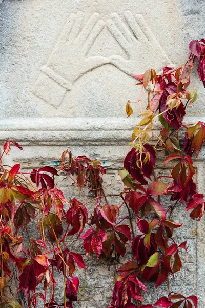 An old Jewish cemetery with religious symbols. Flowers on a background of old stones. A beautiful texture of old gem stones combined with autumn flowers and leaves.