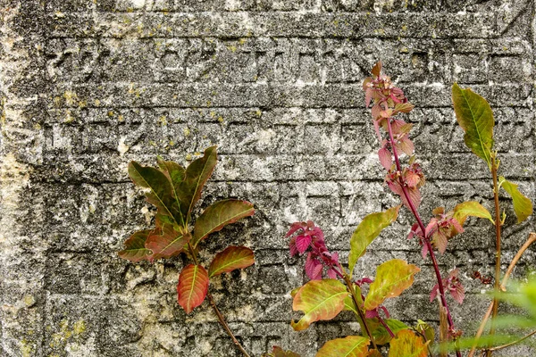 Gammal Judisk Kyrkogård Med Religiösa Symboler Blommor Bakgrund Gamla Stenar — Stockfoto