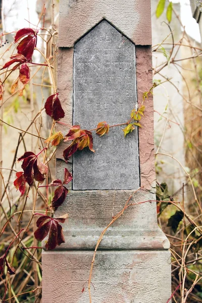 An old Jewish cemetery with religious symbols. Flowers on a background of old stones. A beautiful texture of old gem stones combined with autumn flowers and leaves.