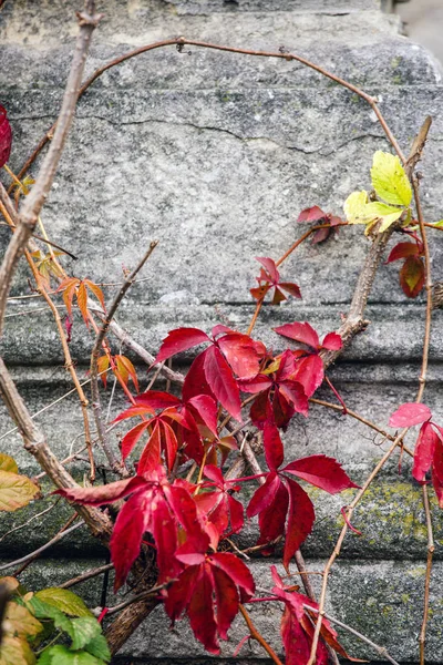 An old Jewish cemetery with religious symbols. Flowers on a background of old stones. A beautiful texture of old gem stones combined with autumn flowers and leaves.