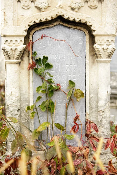 An old Jewish cemetery with religious symbols. Flowers on a background of old stones. A beautiful texture of old gem stones combined with autumn flowers and leaves.