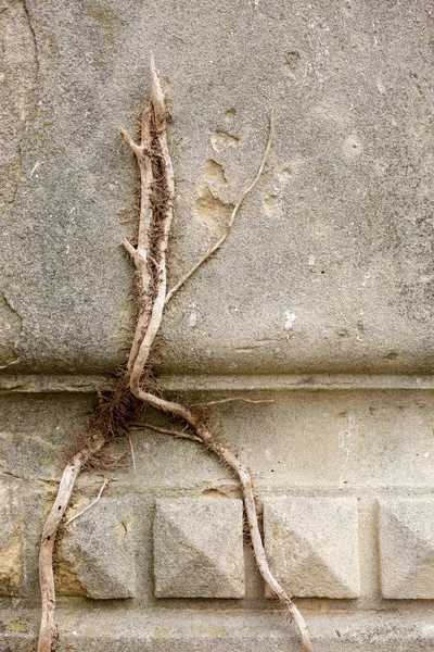Єврейський надгробок квіти з каменю символ embem фон кладовищі старі Гранітно мармурову купіль листи — стокове фото