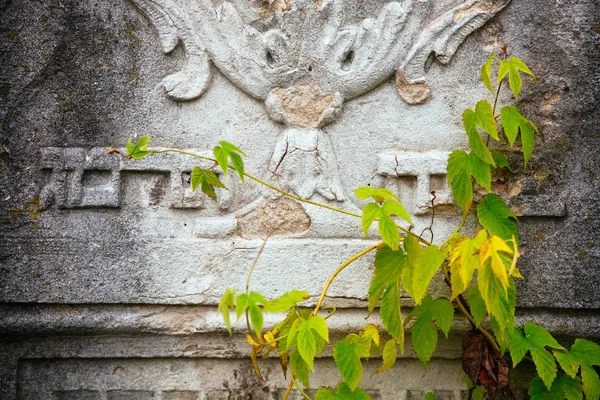 An old Jewish cemetery with religious symbols. Flowers on a background of old stones. A beautiful texture of old gem stones combined with autumn flowers and leaves.