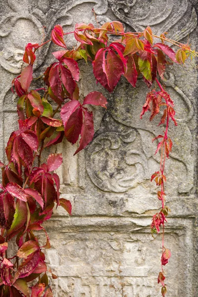 An old Jewish cemetery with religious symbols. Flowers on a background of old stones. A beautiful texture of old gem stones combined with autumn flowers and leaves.
