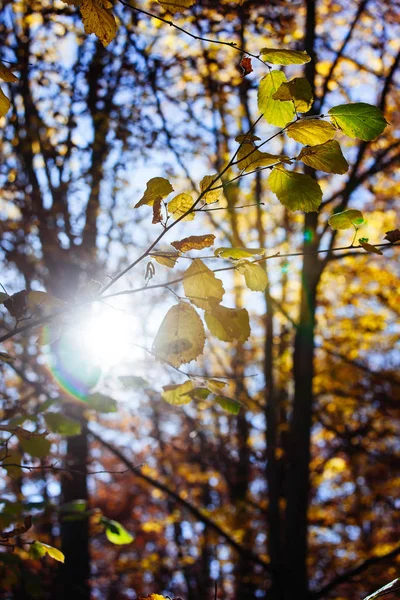 Doğa sonbahar gün ışığı sarı yaprakları — Stok fotoğraf