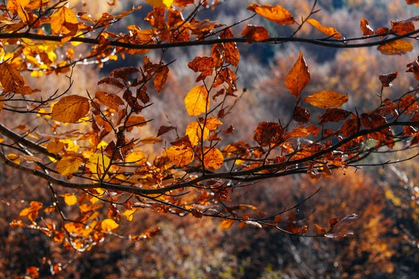 Doğa sonbahar gün ışığı sarı yaprakları — Stok fotoğraf