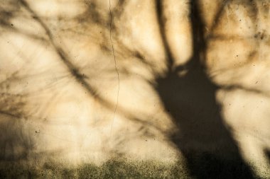 Eski kırık duvar ile bir ağaç gölgesi