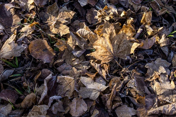 Πέσει παγετός ξηρά φύλλα καλύπτονται κατεψυγμένο φύλλο σφενδάμου φύλλα σημύδας — Φωτογραφία Αρχείου