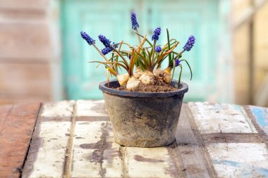 Tablo kafe plaj deniz vazo mavi beyaz lavanta mor sandalye kum güneş ışık romantik vintage kök çiçekler