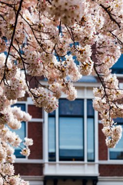 Sakura City bulanıklık arka bina önünde çiçek açan.