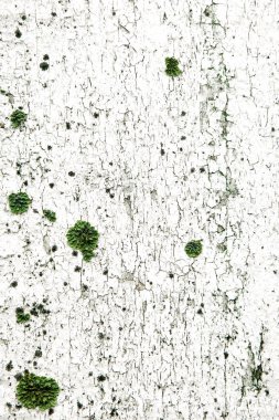 Beyaz ahşap doku doğal arka plan ağaç yeşil çiçek yaprakları çim yosun