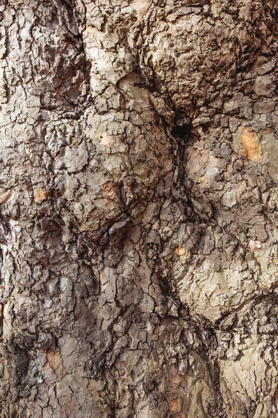 Textura árvore casca textura velho cinza marrom fundo outgrowths muito carvalho — Fotografia de Stock