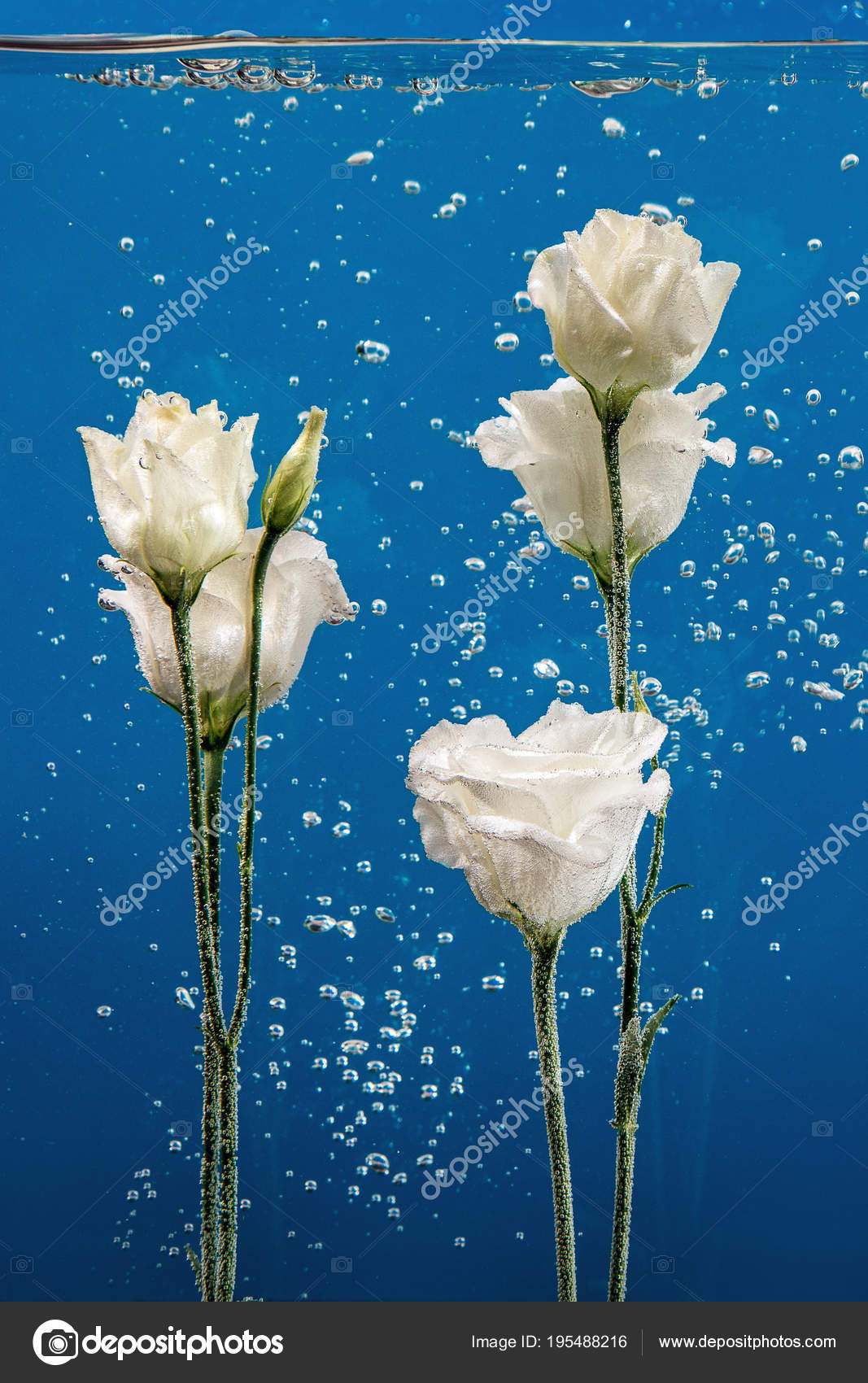 Flower Water Drops Bubbles Blue Background White Rose Aster Chrysanthemums Inside Under Stock Photo By C Natty Flower Water Drops Bubbles Blue Background White Rose Aster Chrysanthemums Inside Under Stock Photo By C Natty