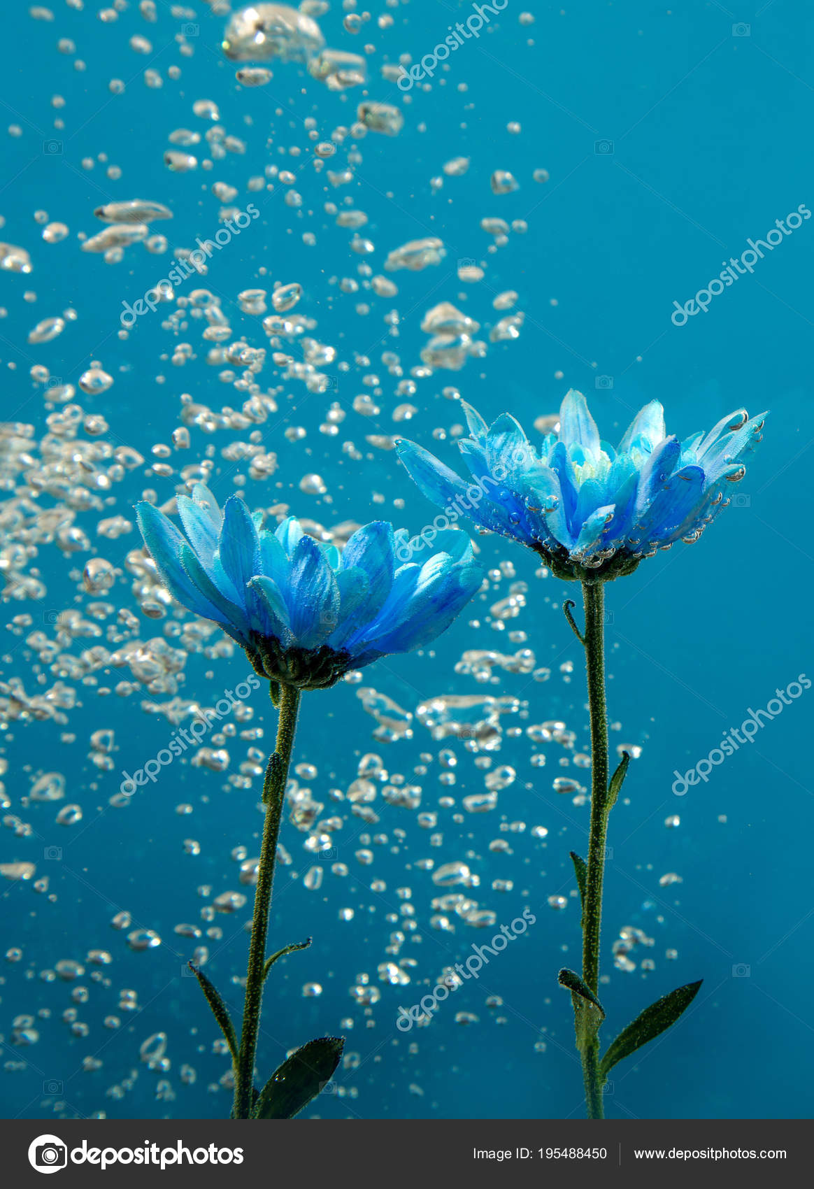 Flower Water Drops Bubbles Blue Background White Rose Aster Chrysanthemums Inside Under Stock Photo By C Natty Flower Water Drops Bubbles Blue Background White Rose Aster Chrysanthemums Inside Under Stock Photo By C Natty