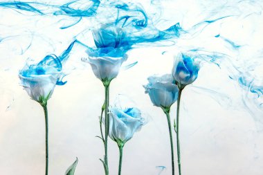 Beyaz beyaz bir arka plan üzerinde su içinde teşkil etmektedir. Çiçek mi akrilik mavi boya ile su altında.
